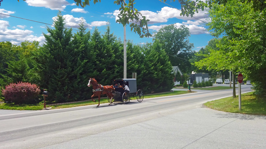 在阳光明媚的夏日在乡间公路上漫步的阿米什马和虫马视频
