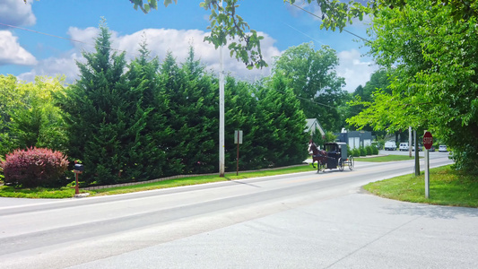 在阳光明媚的夏日在乡间公路上漫步的阿米什马和虫马视频