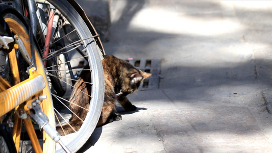 古街边下的小猫视频