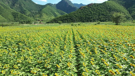 向日葵花海视频