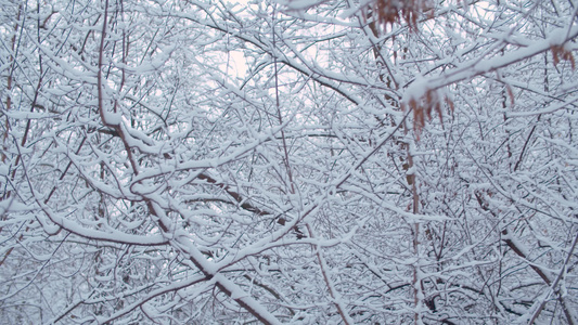 雪下树林的固定子弹视频