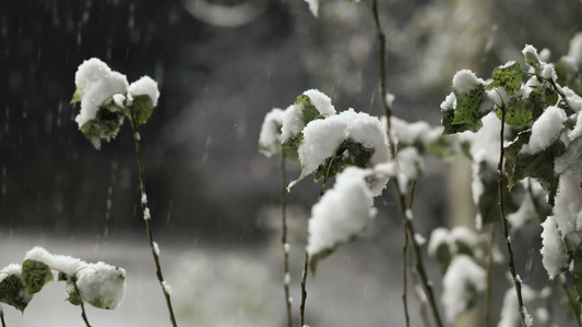 雪中的绿叶视频