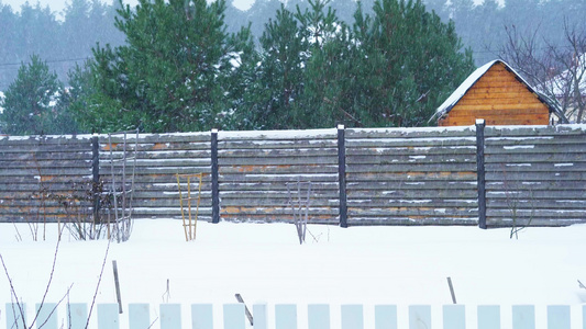 在郊区的松树林背景下暴雪降雪视频