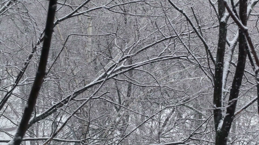 下雪视频