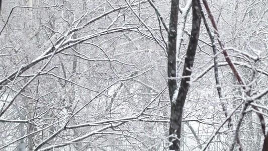 下雪视频