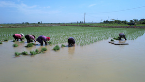 4K航拍农民门在农田里人工插秧视频素材33秒视频