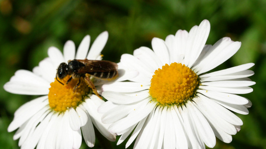 小蜜蜂寻找一个雏菊视频