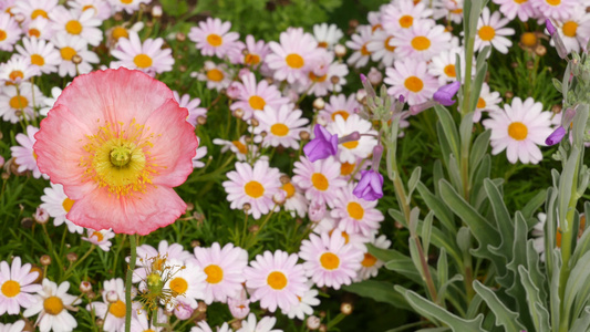 粉嫩的雏菊花开精致的玛格丽特天然植物特写背景春天早晨视频