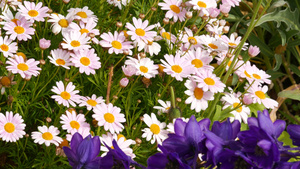 粉嫩的雏菊花开精致的玛格丽特天然植物特写背景春天早晨11秒视频