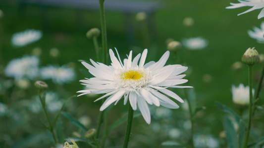 白色雏菊花视频