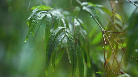 小雨雨中滴落的雨滴视频