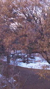 唯美航拍沈阳盛京城彩电塔冬季雪景视频