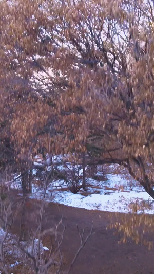 唯美航拍沈阳盛京城彩电塔冬季雪景70秒视频