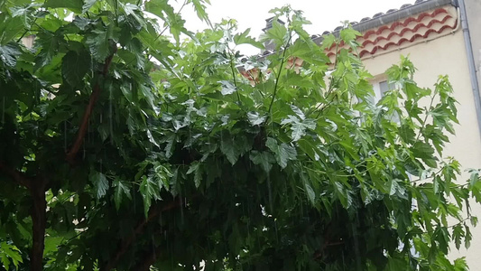 在雨水中视频