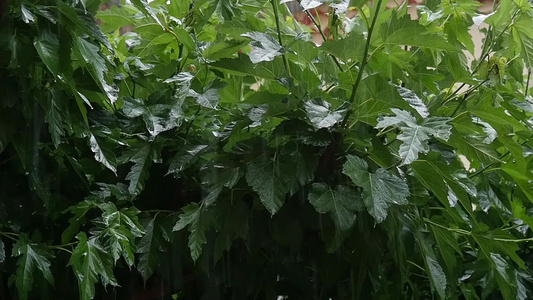 在雨水中视频