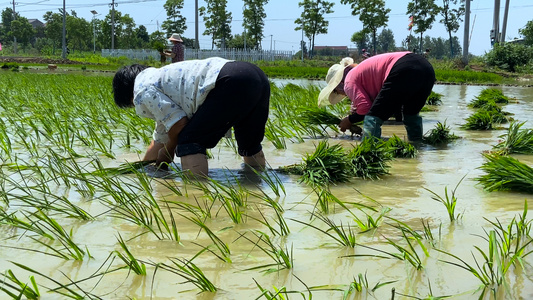 4K实拍农民妇女们在田里辛苦插秧特写[爆改]视频