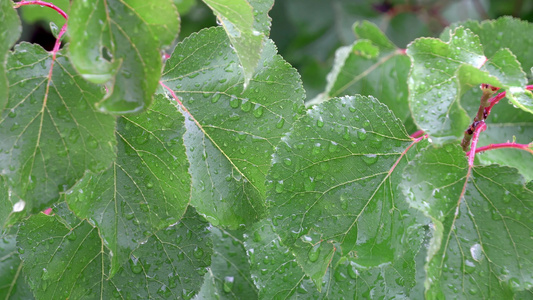 自然背景春风秋雨的树叶大自然背景视频