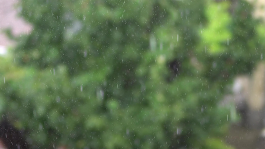 大雨降在森林中视频