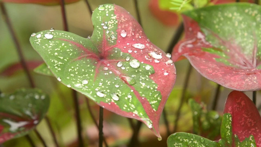 叶上的水滴视频