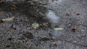 沥青上的雨滴14秒视频