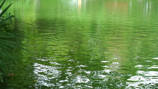 下雨天水面滴答视频