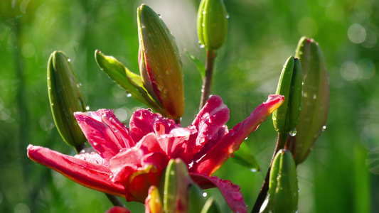 雨后粉红百合花视频