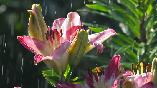 雨下粉红百合花视频