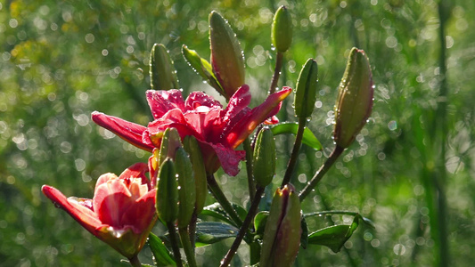 雨后粉红百合花视频