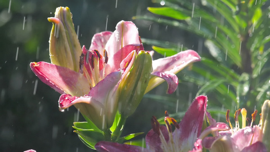 雨下粉红百合花视频