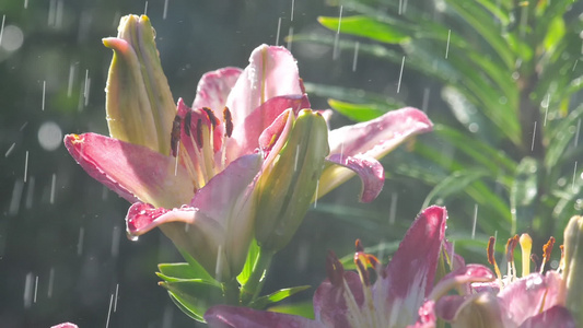 雨下粉红百合花视频