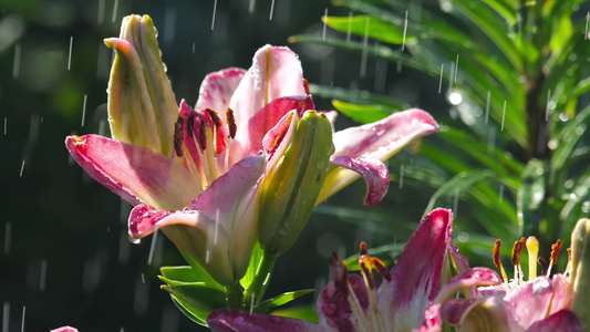 雨下粉红百合花视频