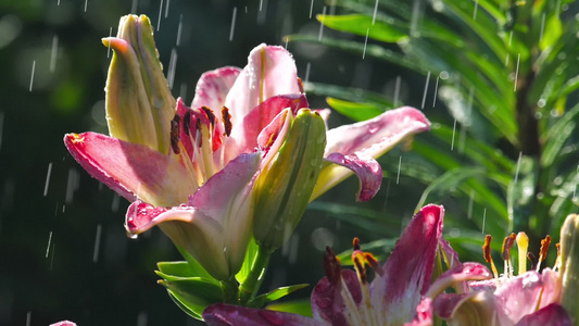 雨下粉红百合花视频