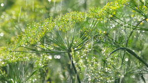 雨水下的散雾30秒视频