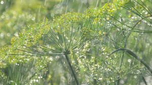 雨水下的散雾30秒视频