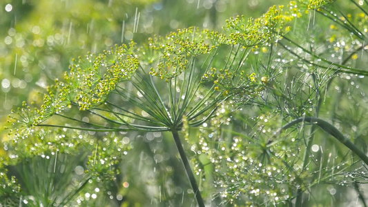 雨水下的散雾视频