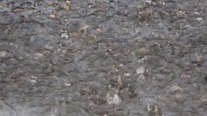 沥青路面的雨水19秒视频