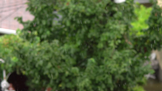 雨水滴落迅速背景绿暗雨量变化很快视频