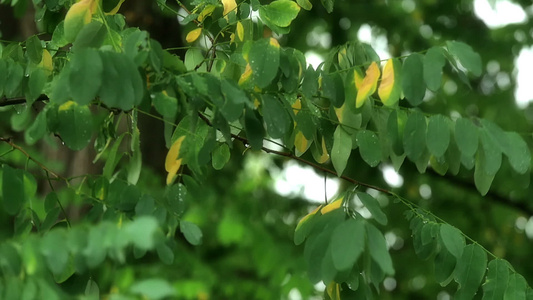 雨下风慢微的转动视频