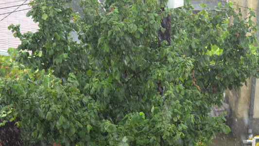 园里的树木下著大雨视频