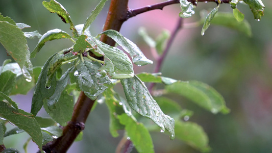 树叶上落下雨滴视频