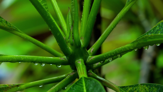 带雨滴的梅叶视频