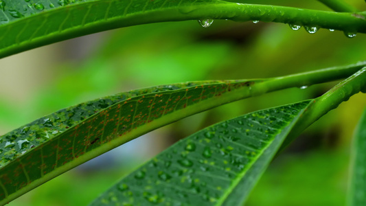 带雨滴的梅叶视频