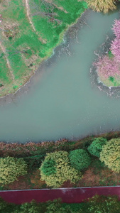 花开海上垂丝海棠花城市绿肺视频