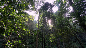 热带雨林8秒视频