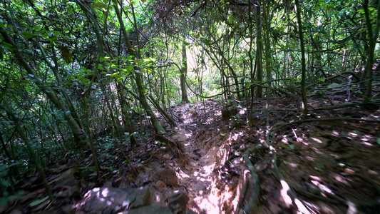 第一视角在绿色雨林中探索视频