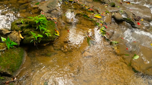 清澈的水流下热带雨林中瀑布般的急流15秒视频