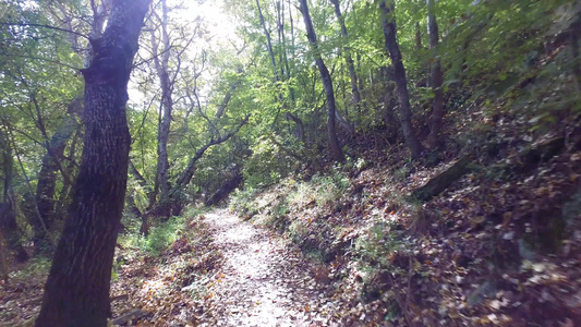 在雨林中漫步的山坡隐蔽的道路与坠落的树电影制片人Standicam视频