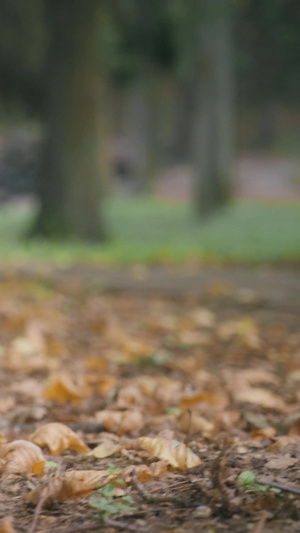 秋天森林中户外徒步的人走在落满枯叶的小道上林间小道10秒视频