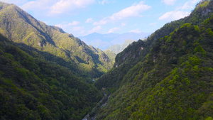 5A风景区神农架林区原始森林航拍合集4K164秒视频