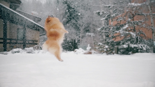 雪上加雪是只跳跃的小狗视频